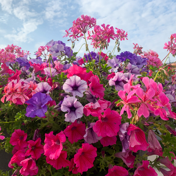 Sommarblommor