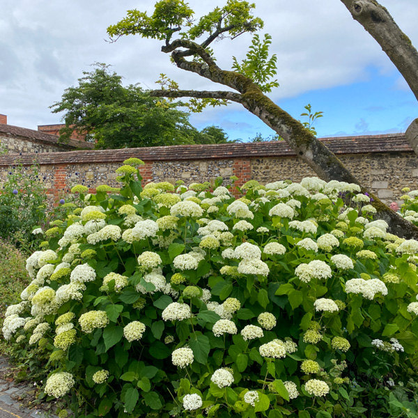 Vidjehortensia 'Annabelle'