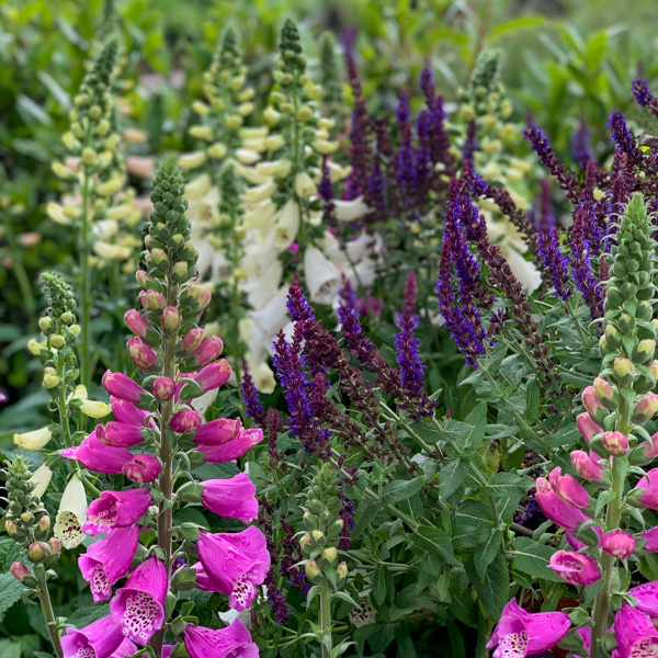 salvia och digitalis