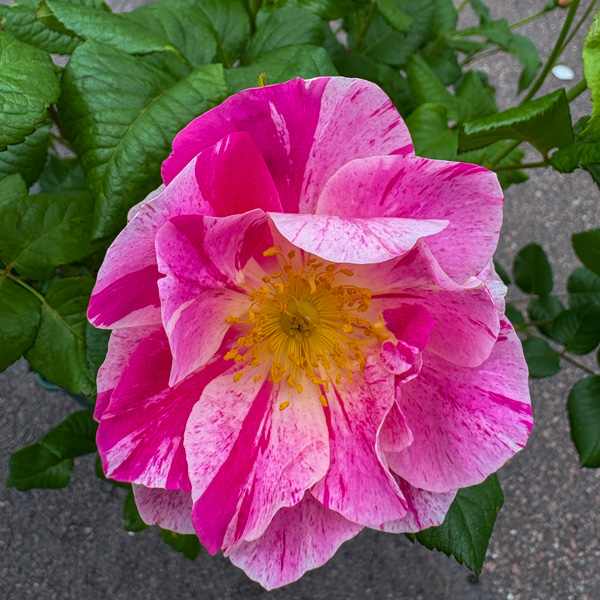 Austinros The King's Rose