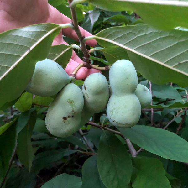 Asimina triloba, paw-paw