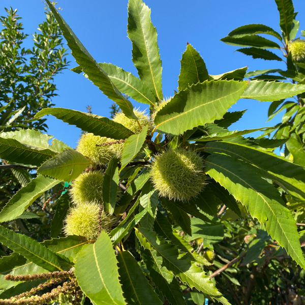 Castanea sativa, äkta kastanj