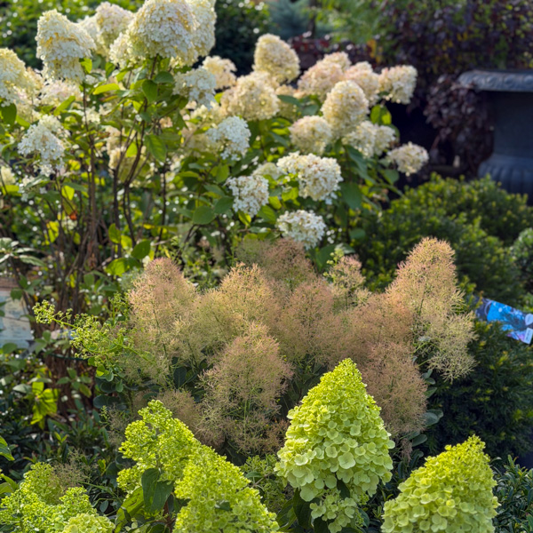 hortensia perukbuske