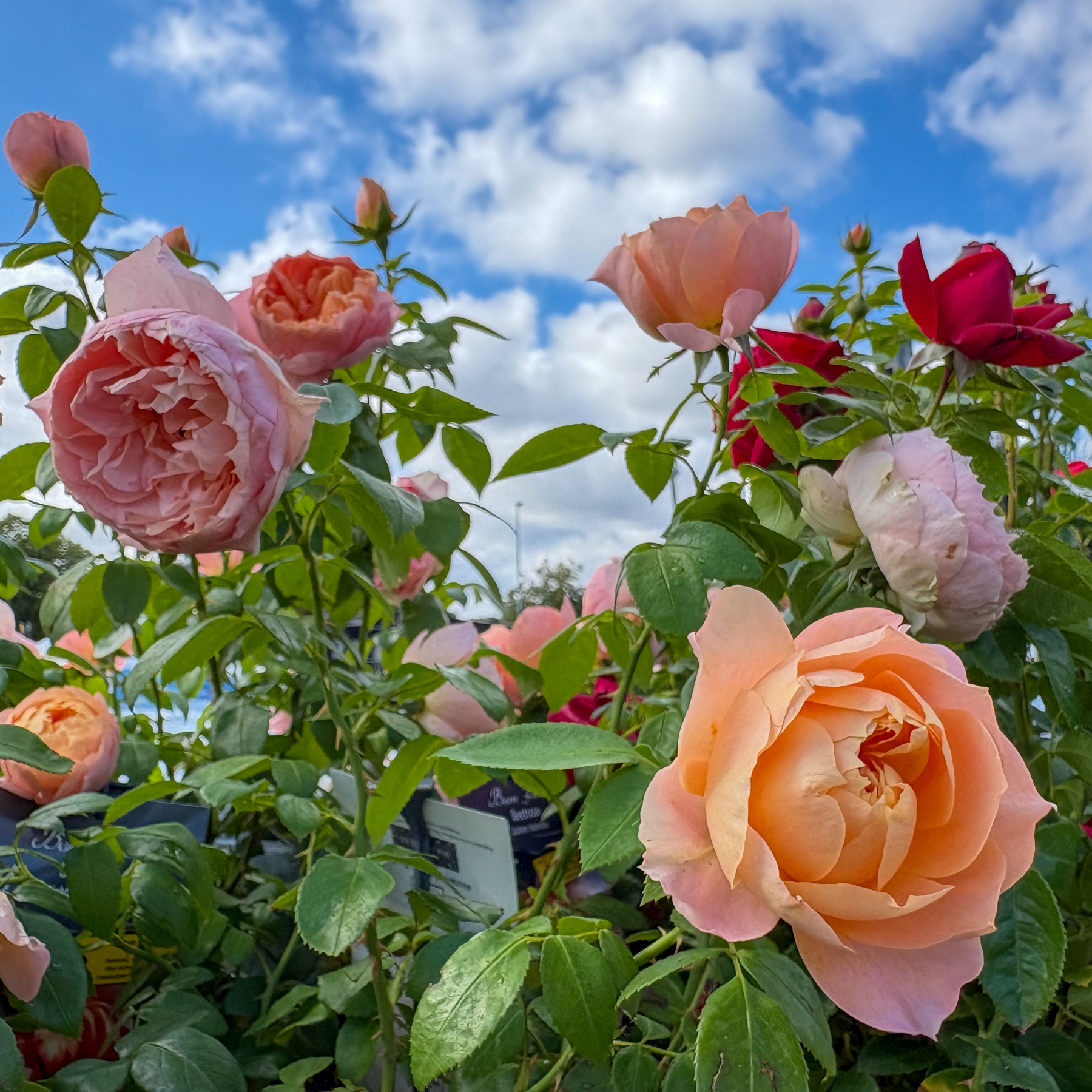 rosor i blom