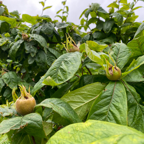 Mespilus germanica, mispel